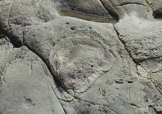 ゾウの足跡化石